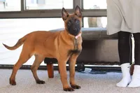 Ginger, a female Belgian Malinois for sale in Fredericksburg, OH – Photo 6 of 10