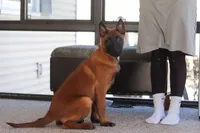 Ginger, a female Belgian Malinois for sale in Fredericksburg, OH – Photo 5 of 10