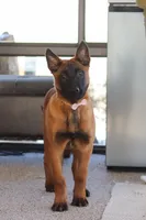 Ginger, a female Belgian Malinois for sale in Fredericksburg, OH – Photo 4 of 10