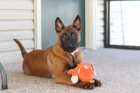 Ginger, a female Belgian Malinois for sale in Fredericksburg, OH – Photo 10 of 10