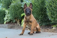 Odin, a male Belgian Malinois for sale in Fredericksburg, OH – Photo 2 of 7