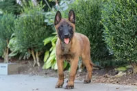 Odin, a male Belgian Malinois for sale in Fredericksburg, OH – Photo 1 of 7