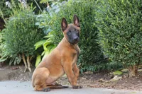 Odin, a male Belgian Malinois for sale in Fredericksburg, OH – Photo 4 of 7