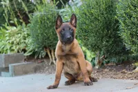 Odin, a male Belgian Malinois for sale in Fredericksburg, OH – Photo 5 of 7