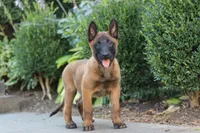 Odin, a male Belgian Malinois for sale in Fredericksburg, OH – Photo 3 of 7