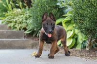 Astra, a female Belgian Malinois for sale in Fredericksburg, OH – Photo 3 of 6