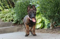 Astra, a female Belgian Malinois for sale in Fredericksburg, OH – Photo 4 of 6