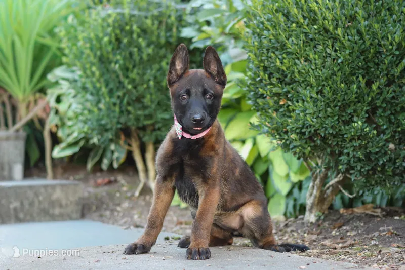 Astra, a female Belgian Malinois for sale in Fredericksburg, OH – Photo 1 of 6