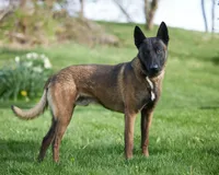 Astra, a female Belgian Malinois for sale in Fredericksburg, OH – Photo 6 of 6