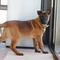 Honey, a female Belgian Malinois for sale in Fredericksburg, OH – Photo 4 of 10