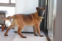 Honey, a female Belgian Malinois for sale in Fredericksburg, OH – Photo 4 of 10