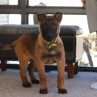 Honey, a female Belgian Malinois for sale in Fredericksburg, OH – Photo 1 of 10