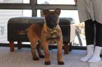 Honey, a female Belgian Malinois for sale in Fredericksburg, OH – Photo 1 of 10