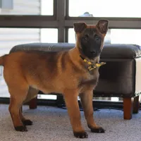 Honey, a female Belgian Malinois for sale in Fredericksburg, OH – Photo 2 of 10