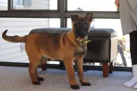 Honey, a female Belgian Malinois for sale in Fredericksburg, OH – Photo 2 of 10