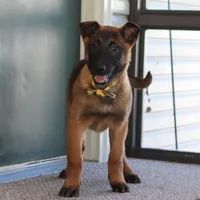 Honey, a female Belgian Malinois for sale in Fredericksburg, OH – Photo 7 of 10