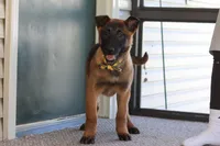 Honey, a female Belgian Malinois for sale in Fredericksburg, OH – Photo 7 of 10
