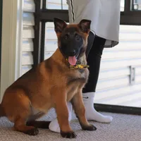 Honey, a female Belgian Malinois for sale in Fredericksburg, OH – Photo 10 of 10