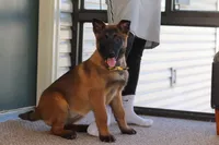 Honey, a female Belgian Malinois for sale in Fredericksburg, OH – Photo 10 of 10