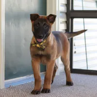Honey, a female Belgian Malinois for sale in Fredericksburg, OH – Photo 3 of 10
