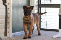 Honey, a female Belgian Malinois for sale in Fredericksburg, OH – Photo 3 of 10