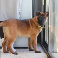Honey, a female Belgian Malinois for sale in Fredericksburg, OH – Photo 9 of 10