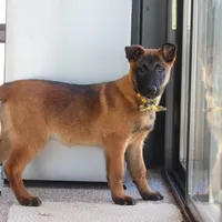 Honey, a female Belgian Malinois for sale in Fredericksburg, OH – Photo 5 of 10