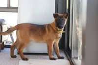 Honey, a female Belgian Malinois for sale in Fredericksburg, OH – Photo 5 of 10