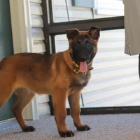 Honey, a female Belgian Malinois for sale in Fredericksburg, OH – Photo 8 of 10