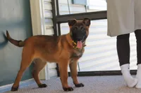 Honey, a female Belgian Malinois for sale in Fredericksburg, OH – Photo 8 of 10