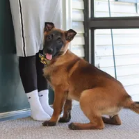 Honey, a female Belgian Malinois for sale in Fredericksburg, OH – Photo 6 of 10