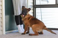 Honey, a female Belgian Malinois for sale in Fredericksburg, OH – Photo 6 of 10