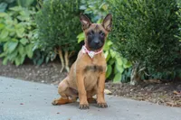 Scarlett, a female Belgian Malinois for sale in Fredericksburg, OH – Photo 3 of 7