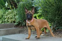 Scarlett, a female Belgian Malinois for sale in Fredericksburg, OH – Photo 2 of 7