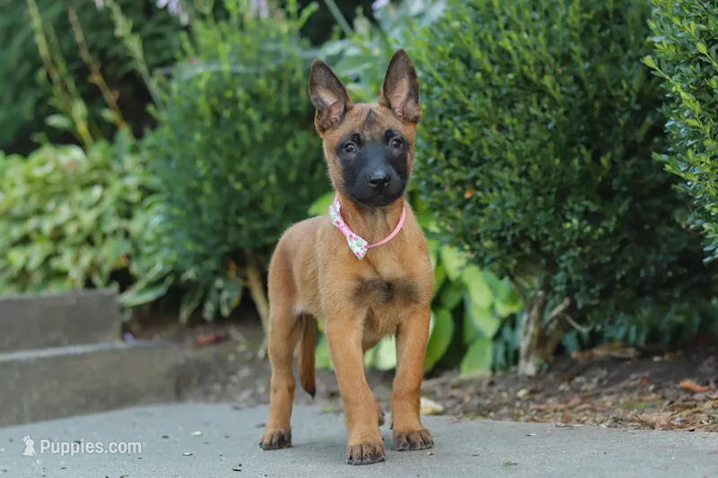 Scarlett, a female Belgian Malinois for sale in Fredericksburg, OH – Photo 1 of 7