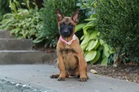 Scarlett, a female Belgian Malinois for sale in Fredericksburg, OH – Photo 5 of 7
