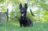 Axel, a male Belgian Malinois for sale in Fredericksburg, OH – Photo 4 of 6