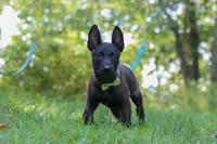 Axel, a male Belgian Malinois for sale in Fredericksburg, OH – Photo 3 of 6