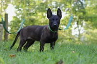 Axel, a male Belgian Malinois for sale in Fredericksburg, OH – Photo 2 of 6