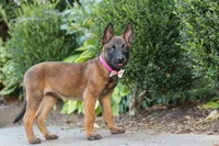 Bella, a female Belgian Malinois for sale in Fredericksburg, OH – Photo 2 of 6