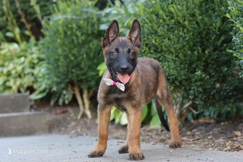 Bella, a female Belgian Malinois for sale in Fredericksburg, OH – Photo 1 of 6