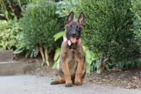 Bella, a female Belgian Malinois for sale in Fredericksburg, OH – Photo 4 of 6