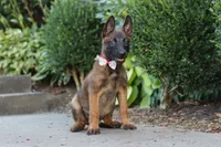 Bella, a female Belgian Malinois for sale in Fredericksburg, OH – Photo 3 of 6