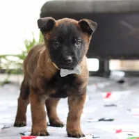 Kaiden, a male Belgian Malinois for sale in Fredericksburg, OH – Photo 5 of 6