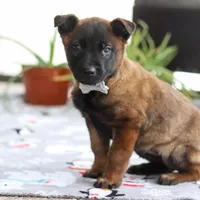 Kaiden, a male Belgian Malinois for sale in Fredericksburg, OH – Photo 3 of 6