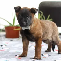 Kaiden, a male Belgian Malinois for sale in Fredericksburg, OH – Photo 4 of 6