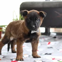 Kaiden, a male Belgian Malinois for sale in Fredericksburg, OH – Photo 6 of 6