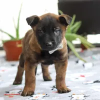 Kaiden, a male Belgian Malinois for sale in Fredericksburg, OH – Photo 2 of 6