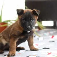 Kaiden, a male Belgian Malinois for sale in Fredericksburg, OH – Photo 1 of 6