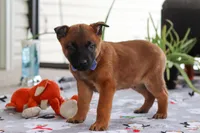 Easton, a male Belgian Malinois for sale in Fredericksburg, OH – Photo 3 of 5
